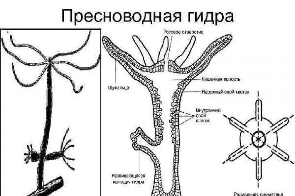 Что такое блэкспрут